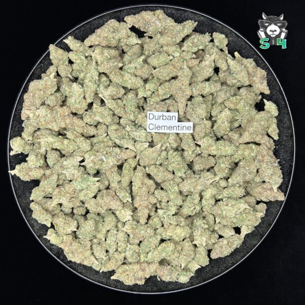 Durban Clementine - D9 - Image 2