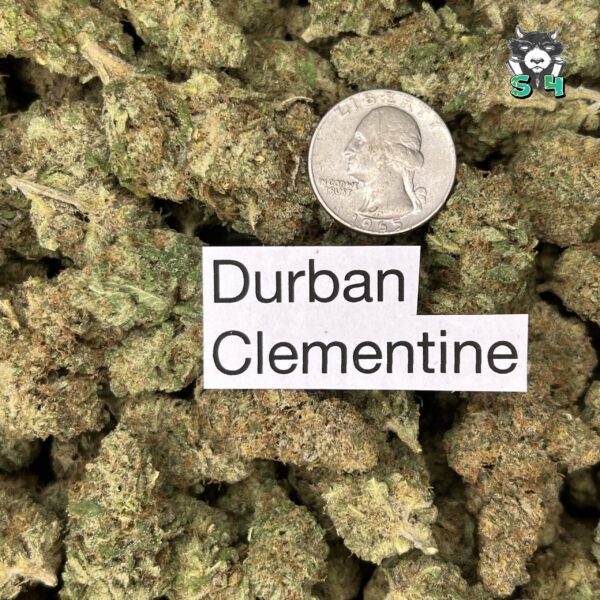 Durban Clementine - D9 - Image 3