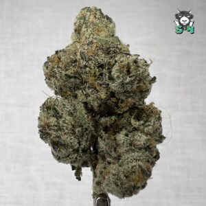 White Cherry - B17