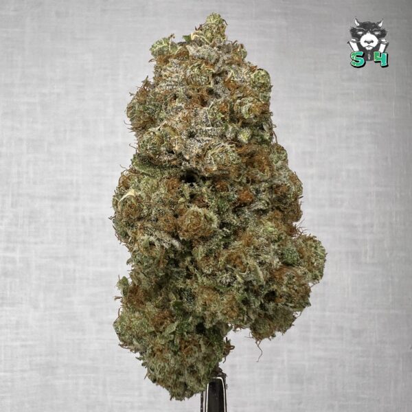 Mango Haze - S23