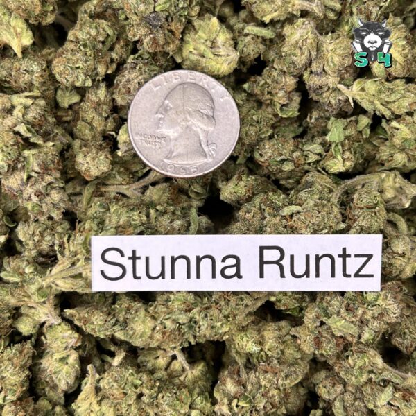 Stunna Runtz - S3 - Image 3