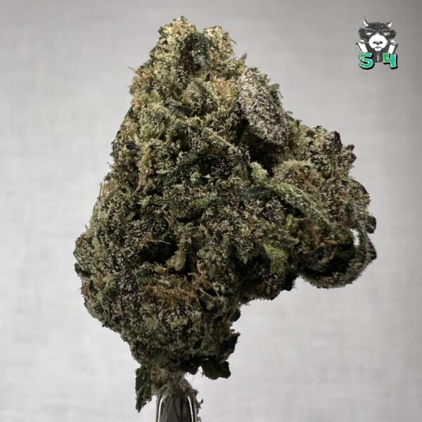 Candy Apple - F2