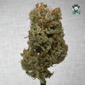 Super Silver Haze - T5