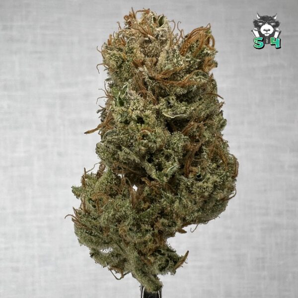 Super Silver Haze - T5