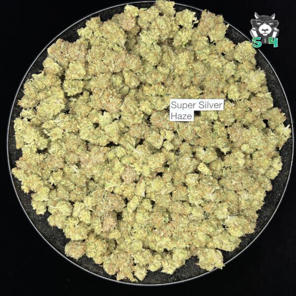 Super Silver Haze - T5 - Image 2