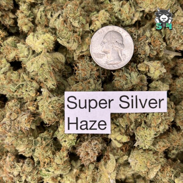 Super Silver Haze - T5 - Image 3