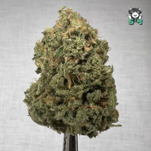 Blueberry Haze - D6