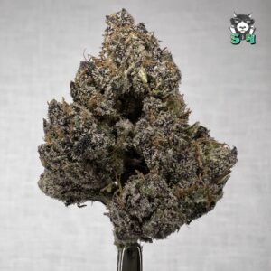 Lemon Cherry Gelato - H55