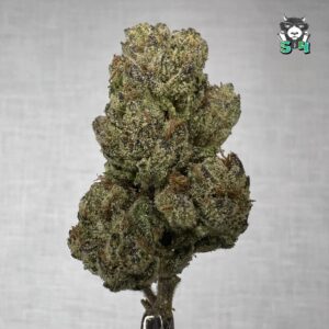 Lemon Cherry Gelato - T77