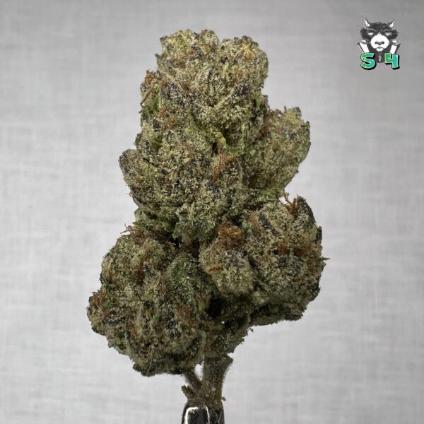 Lemon Cherry Gelato - T77