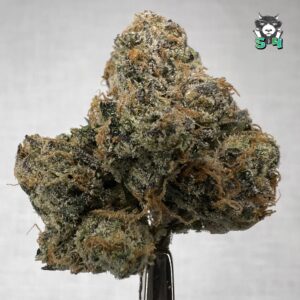 Diamond Runtz - B17