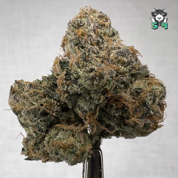 Diamond Runtz - B17