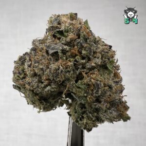 Candy Lemon Cherry Gelato - P7