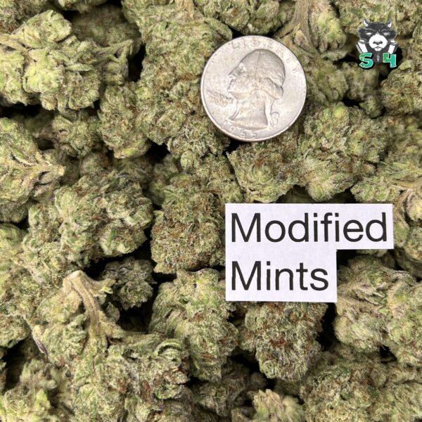 Modified Mints - D10 - Image 3