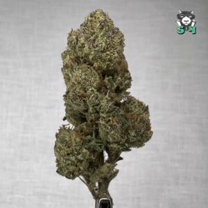 Double Lemon Cherry Gelato - T77