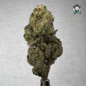 Lemon Cherry Gelato - L4