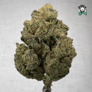 Lemon Cherry Gelato - D14