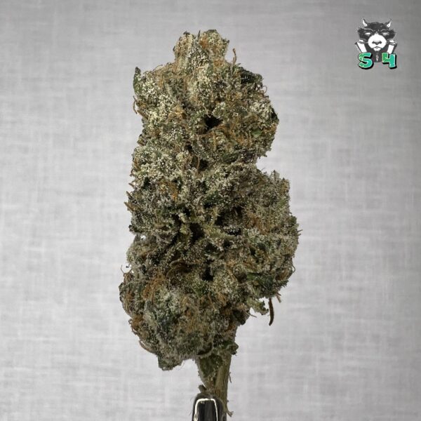 Orignal Runtz - F5