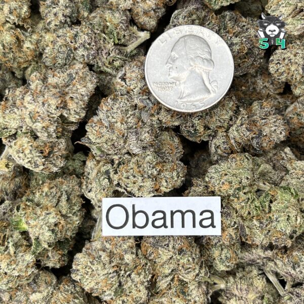 Obama - N20 - Image 3