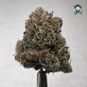 Raspberry Runtz - J2