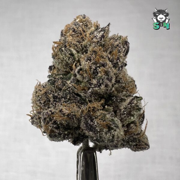 Raspberry Runtz - J2
