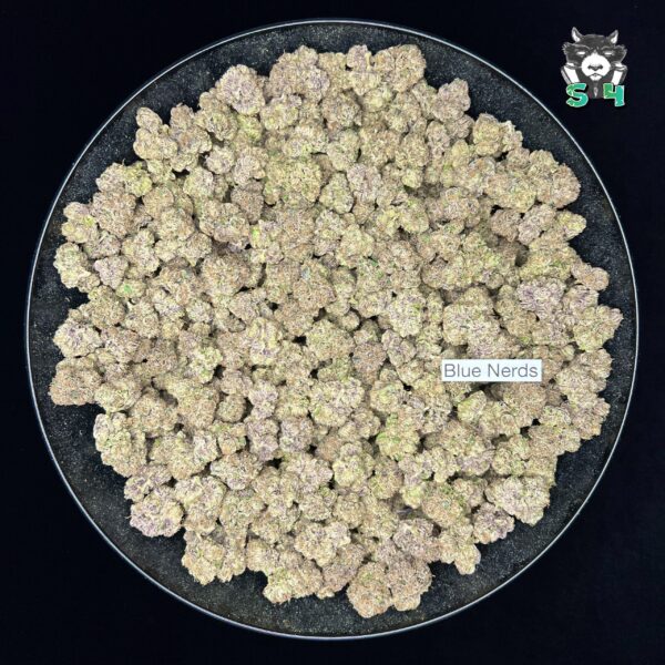 Blue Nerds - J2 - Image 2