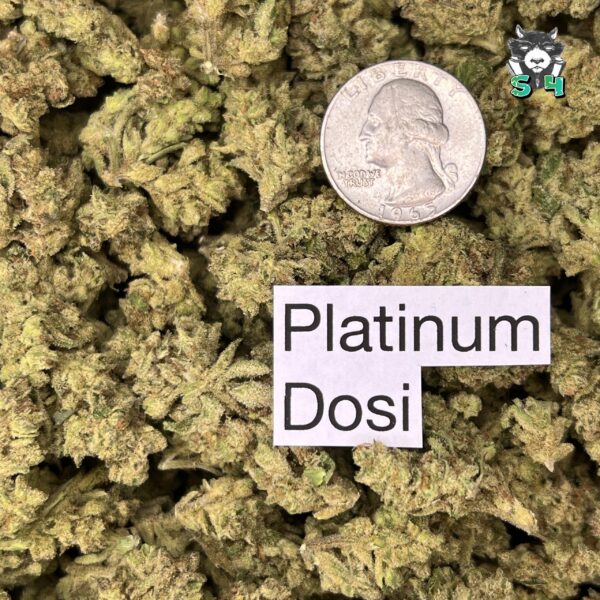 Plat Dosi - J99 - Image 2