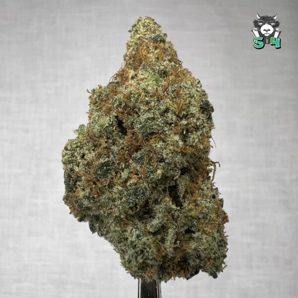 Mad Fruit - K54