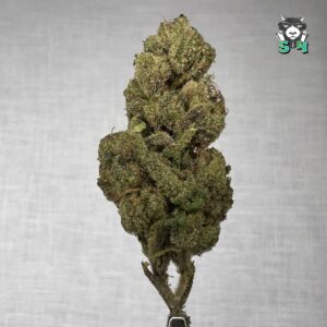 Super Candy - T5