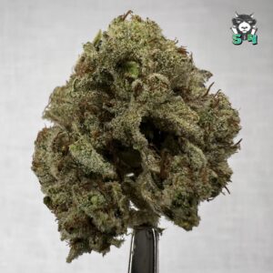 GG Express - J13