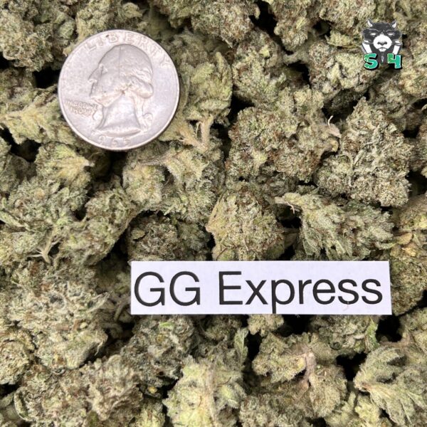 GG Express - J13 - Image 3