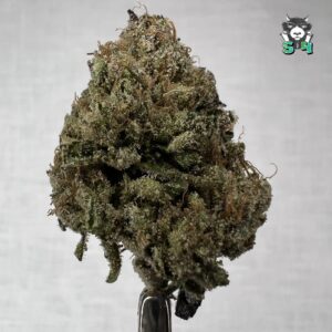 Candy Gas - S10