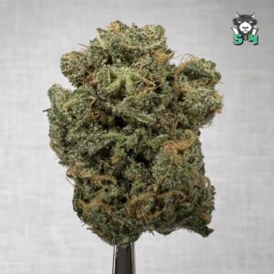 Blue Dream - T3