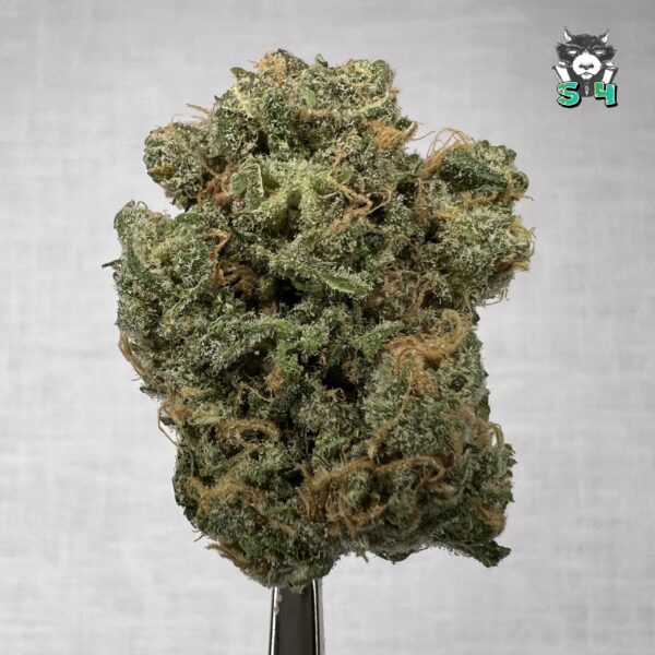 Blue Dream - T3