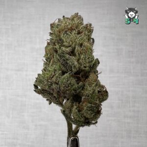 Cherry Poppers - B17