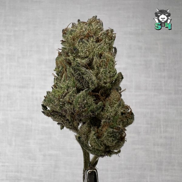 Cherry Poppers - B17