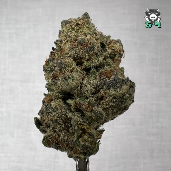 Moonbeam - M15