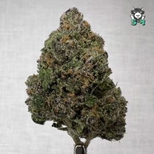 Panda Milk - C2