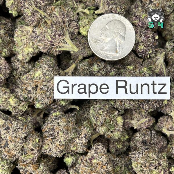 Grape Runtz - F2 - Image 3