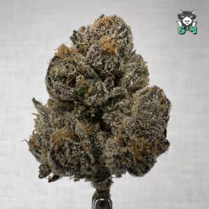Bubblegum LCG - F2
