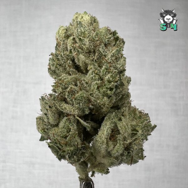 Gorilla Glue - F2