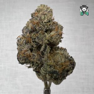 Gelato X Runtz - N20