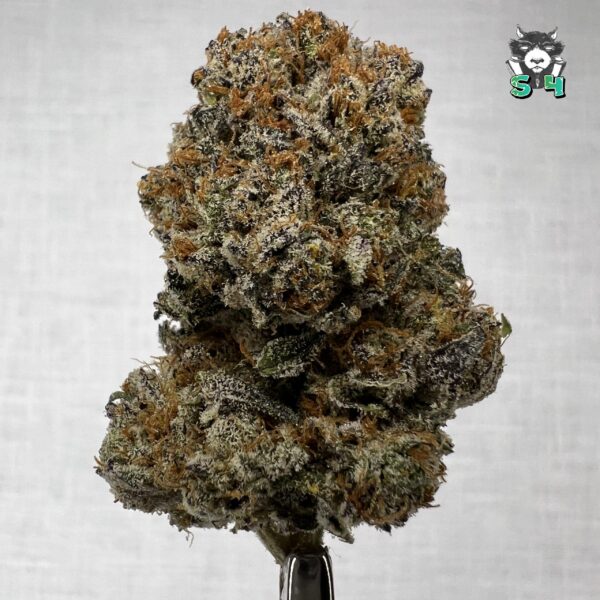 Lemon Blizzard - I8