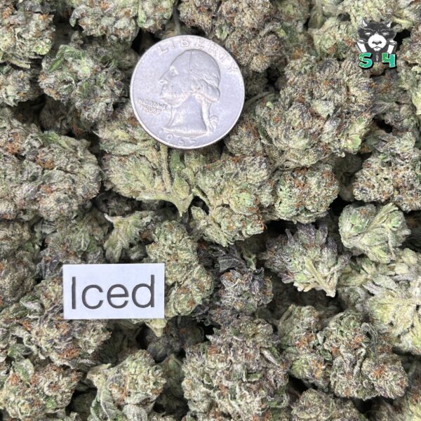 Iced - M5 - Image 3