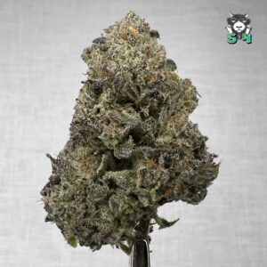 Oakland Runtz - J6