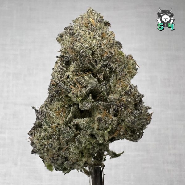 Oakland Runtz - J6