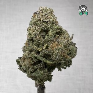 Oakland Runtz - J6