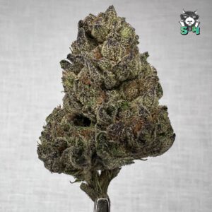 Purple Cream - B1