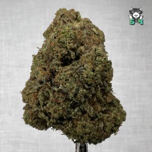 Biscoti - T12