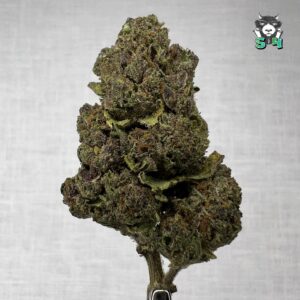 Trop Gelato - T12